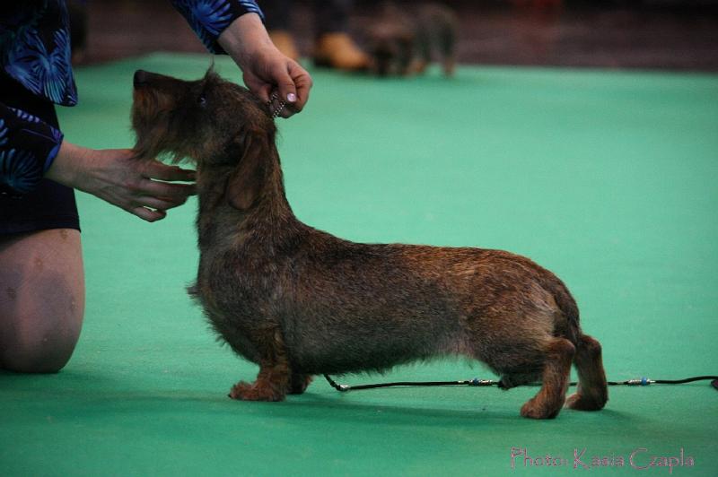 Crufts2011_2 1404.jpg